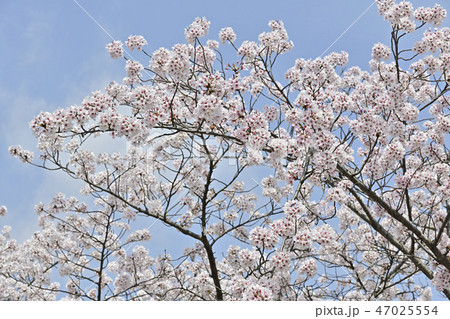 桜の花 桜の花 47025554