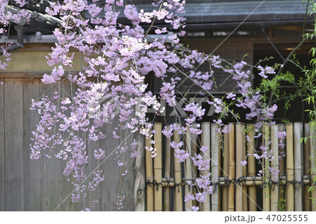 京町屋と桜 京町屋と桜 47025555