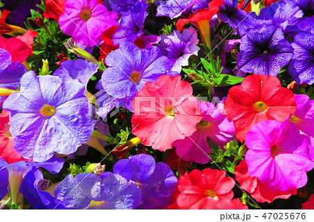 ペチュニアの花のある花壇の写真素材
