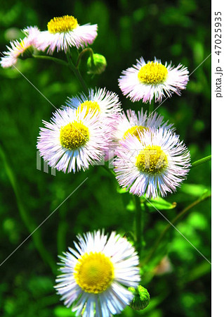 ハルジオンのある風景 47025935