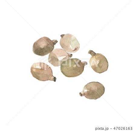 忍冬の種　ニンドウの種 47026163