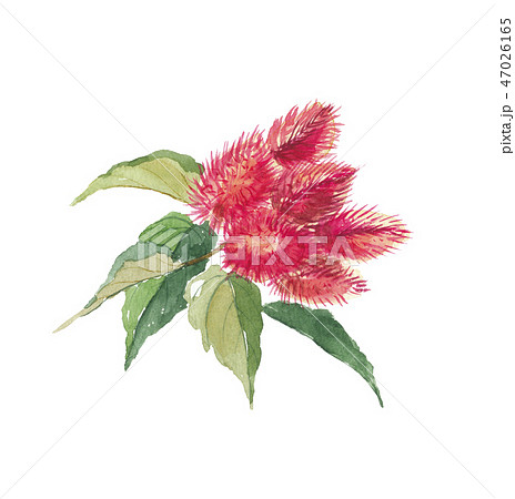 ベニノキ 果実 ベニノキ 果実 47026165