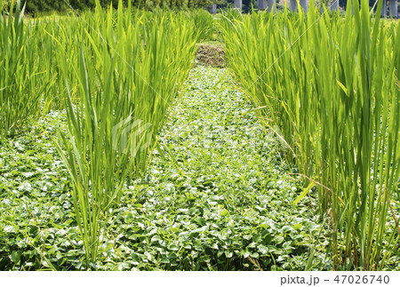 マコモ 健康食品 マコモタケ畑 マコモ 健康食品 マコモタケ畑 47026740