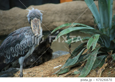 神戸どうぶつ王国のハシビロコウ 47026870