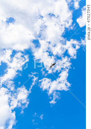 青空を飛ぶトンビの写真素材