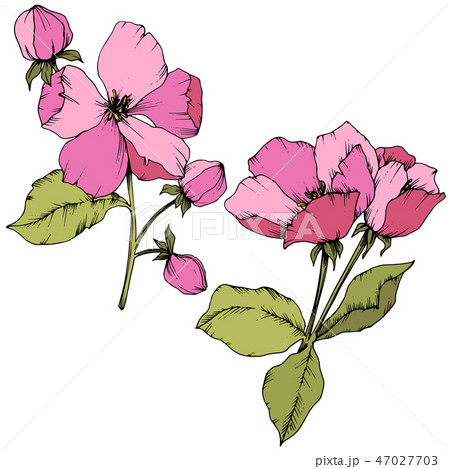 Vector Apple blossom floral botanical flower. Pink and green engraved ink art. Isolated flowers 47027703