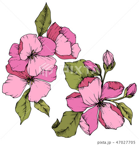 Vector Apple blossom floral botanical flower. Pink and green engraved ink art. Isolated flowers 47027705