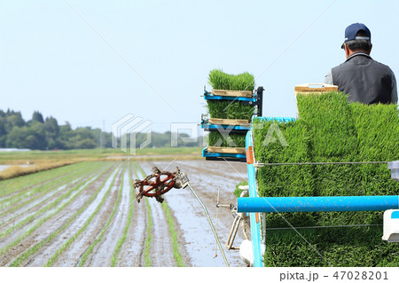 田植え機で田植えをする男性 イメージ 田植え機で田植えをする男性 イメージ 47028201