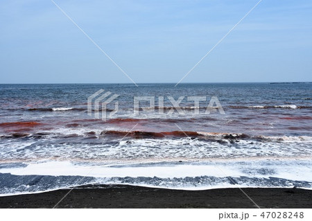 茅ヶ崎海岸　赤潮 47028248