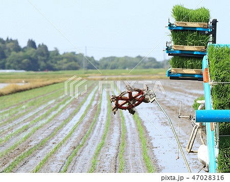田植え イメージ 47028316