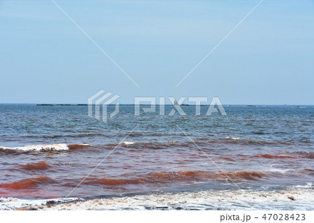 茅ヶ崎海岸 赤潮 茅ヶ崎海岸 赤潮 47028423