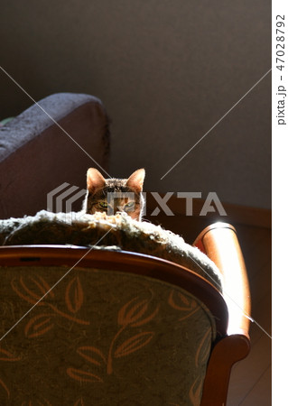 猫・家猫・イス・キジトラ猫・飼い猫・日光浴・西日・ポカポカ・十二月・ 猫・家猫・イス・キジトラ猫・飼い猫・日光浴・西日・ポカポカ・十二月・ 47028792