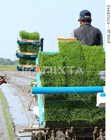 田植え機で田植えをする男性 イメージ 田植え機で田植えをする男性 イメージ 47028942