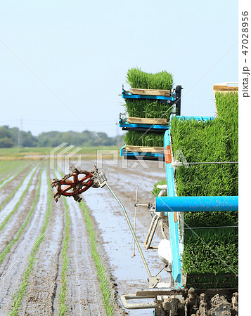 田植え イメージ 田植え イメージ 47028956