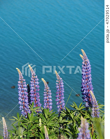 テカポ湖　ルピナス　春 47029514