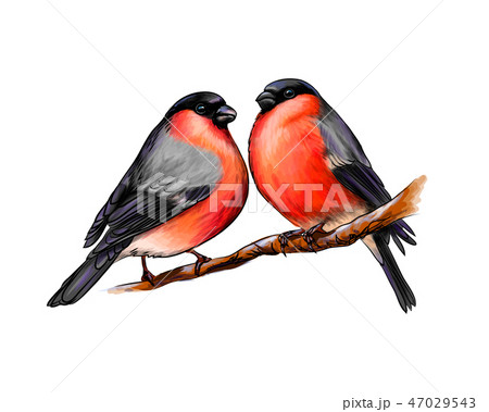 A pair of beautiful winter birds bullfinches on white background, hand drawn sketch 47029543
