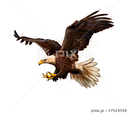 Portrait Of A Bald Eagle From A Splash Of Stock Illustration