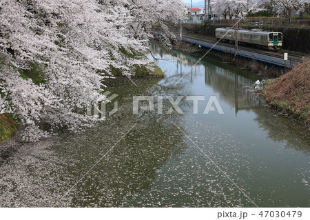 霞城公園　観桜会にて 47030479
