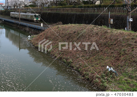 霞城公園　観桜会にて 47030483