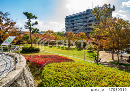 阪大病院 紅葉 阪大病院 紅葉 47030516