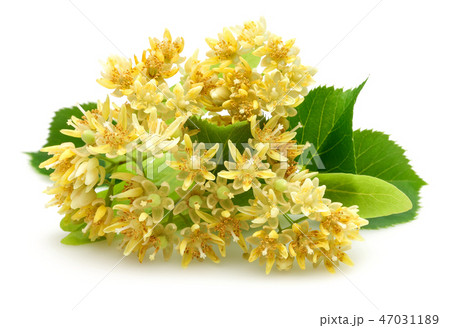 Fresh linden flowers and leaves 47031189