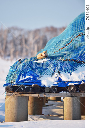 野付半島で出会った、あくびするキタキツネ(北海道) 野付半島で出会った、あくびするキタキツネ(北海道) 47031401