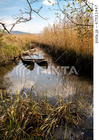 近江八幡の水郷 47031447