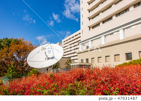 ホスピタルパーク 阪大病院 紅葉 47031487