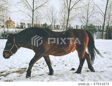 Horse in pasture looking for grass under snow. Horse in pasture looking for grass under snow. 47031674