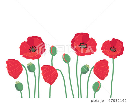 summer frame border with cute colorful red field poppy flowers i 47032142