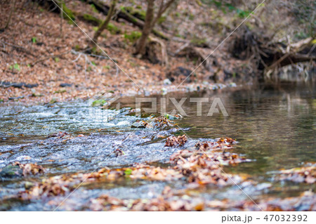 男池湧水群と森【大分県】 男池湧水群と森【大分県】 47032392