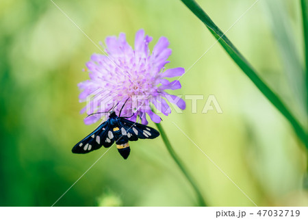 Nine-spotted moth Nine-spotted moth 47032719