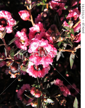 ギョリュウバイ 47032781