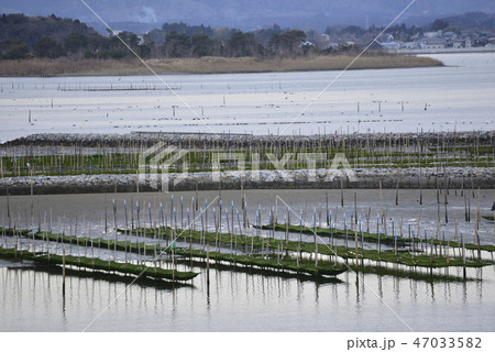 海苔の養殖場 海苔の養殖場 47033582