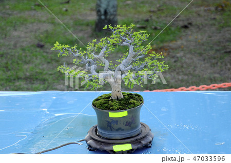 Small bonsai tree display for public 47033596