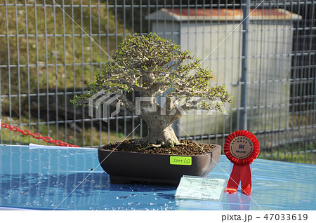 Small bonsai tree display for public Small bonsai tree display for public 47033619