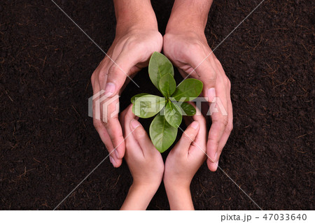 People's hands cupping protectively young plant 47033640