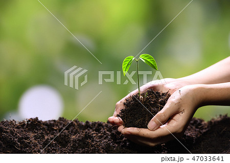 Hands holding and caring a green young plant 47033641