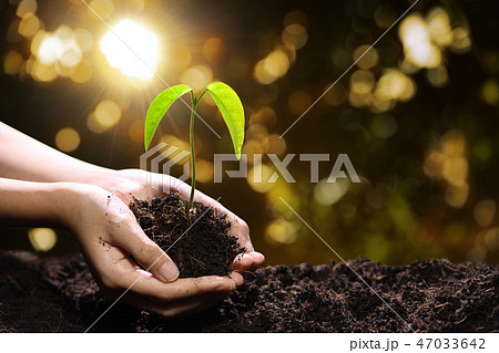 Hands holding and caring a green young plant 47033642