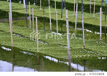 海苔の養殖場 海苔の養殖場 47033808