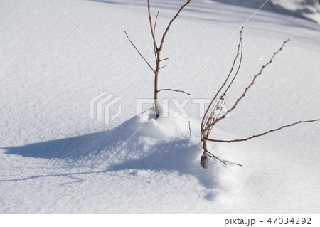 木の枝に降り積もった新雪 47034292