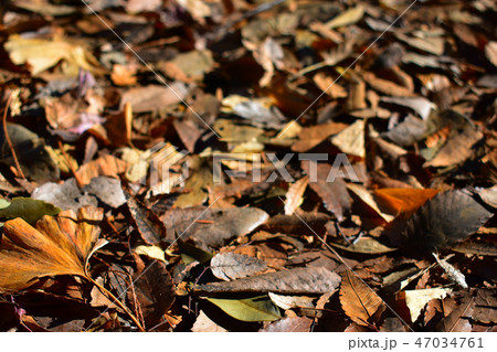 落ち葉 落ち葉 47034761