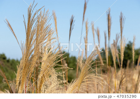 秋のひたち海浜公園　茨城県ひたちなか市 47035290