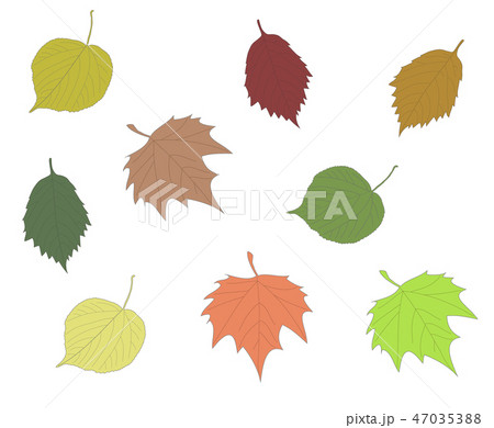 colorful autumn leaves collection linden maple alder leaf set colorful autumn leaves collection linden maple alder leaf set 47035388