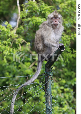 Monkey sits on a metal pipe near trees. Blurred background 47035399