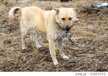 Beautiful dog oudoors Beautiful dog oudoors 47035525