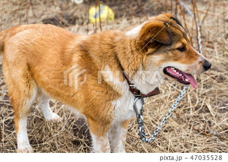 Beautiful dog oudoors Beautiful dog oudoors 47035528