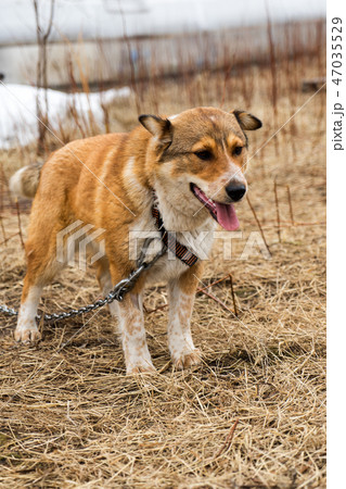Beautiful dog oudoors 47035529