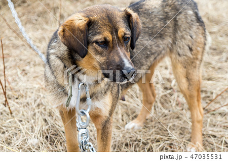 Beautiful dog oudoors Beautiful dog oudoors 47035531