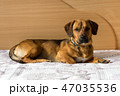 Dog on the bed 47035536
